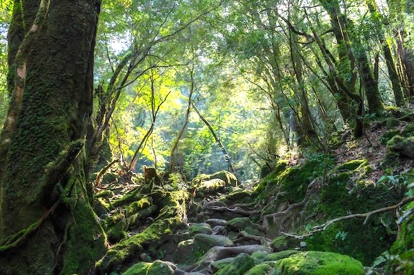 鹿児島県の合宿免許プラン