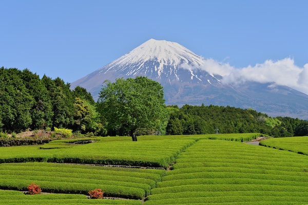 静岡県の合宿免許プラン